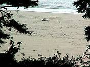 Beach98-074.jpg