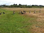 OceanShoresGolf98-08.jpg