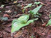 nature98-01.jpg