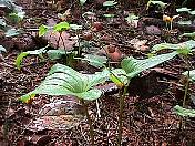 nature98-02.jpg