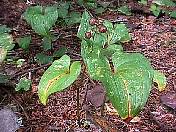 nature98-03.jpg