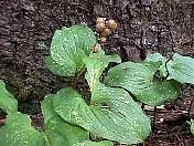 nature98-04.jpg