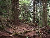 nature98-05.jpg