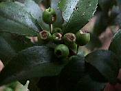 nature98-07.jpg
