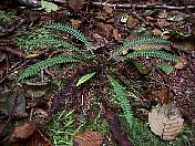 nature98-09.jpg