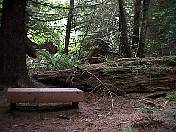 nature98-11.jpg