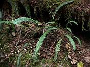 nature98-12.jpg