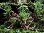 nature98-14.jpg