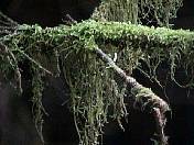 nature98-16.jpg