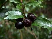 nature98-17.jpg