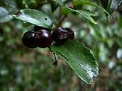 nature98-18.jpg
