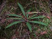 trail98-02.jpg