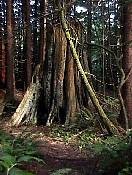 trail98-22.jpg