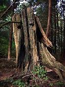trail98-23.jpg
