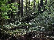 trail98-24.jpg
