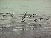 Birds99-03.jpg