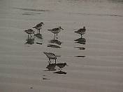 Birds99-09.jpg