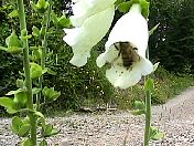 beeinwhitefoxglove.jpg