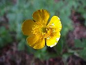 buttercup.jpg