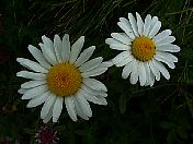 daisies.jpg
