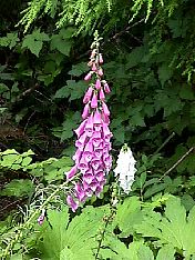 foxgloves2ea.jpg