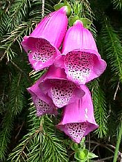 foxgloves.jpg