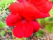 geraniumred.jpg