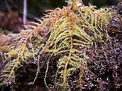 moss2.jpg