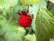 redberry2.jpg
