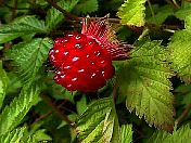 redberry.jpg