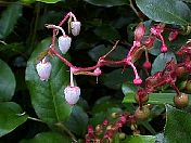 salal.jpg