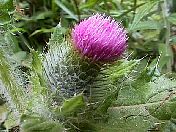thistle2.jpg