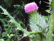 thistle.jpg